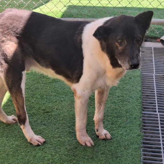 The dog, from the shelter's listing
