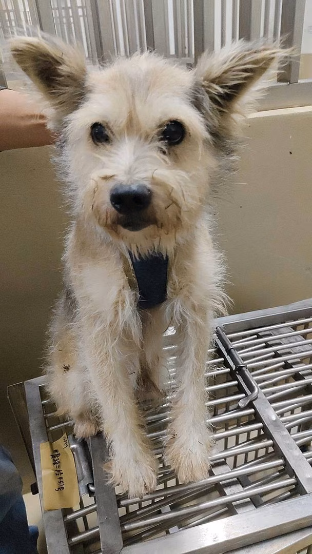 The dog, from the shelter's listing