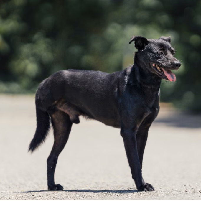 The dog, from the shelter's listing