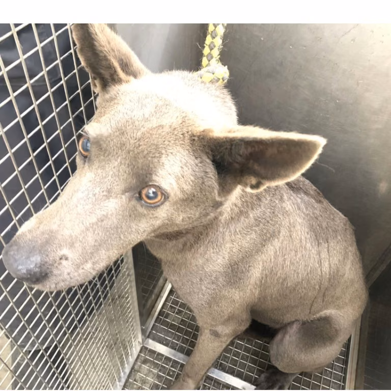 The dog, from the shelter's listing