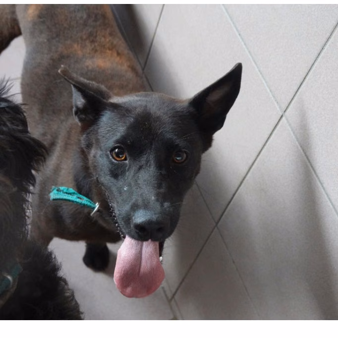 The dog, from the shelter's listing