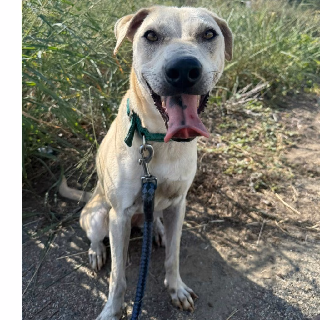 The dog, from the shelter's listing