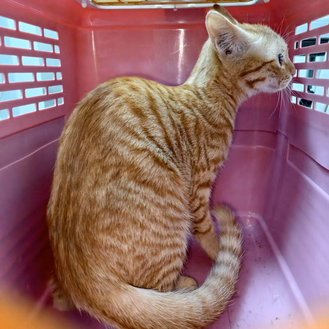 The cat, from the shelter's listing