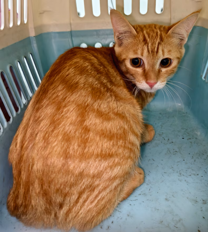 The cat, from the shelter's listing