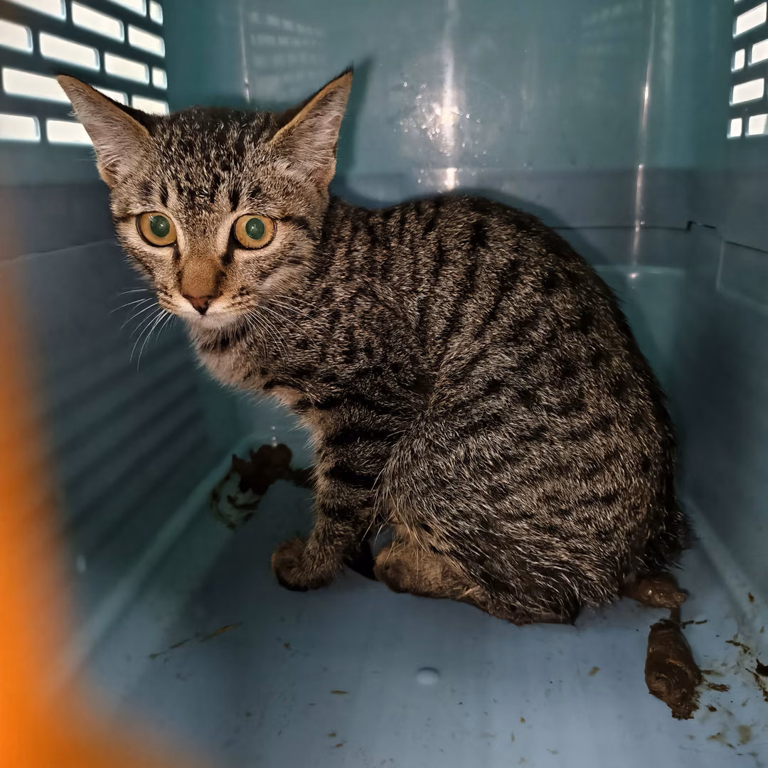 The cat, from the shelter's listing