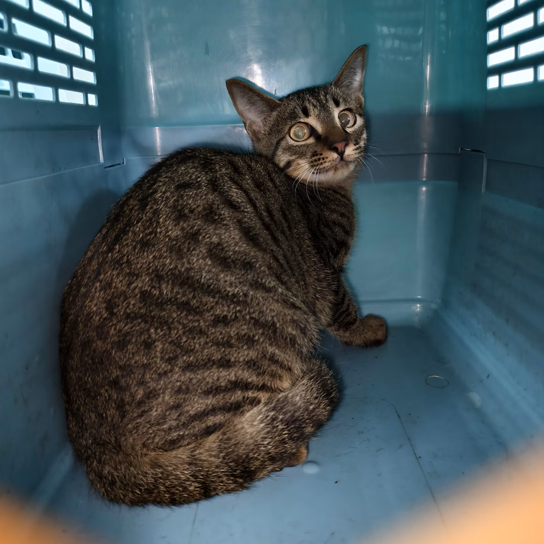 The cat, from the shelter's listing