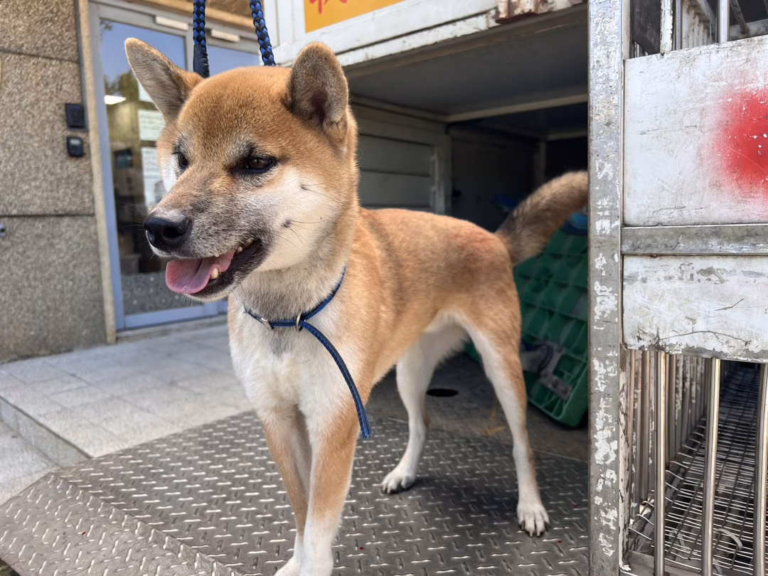 The dog, from the shelter's listing