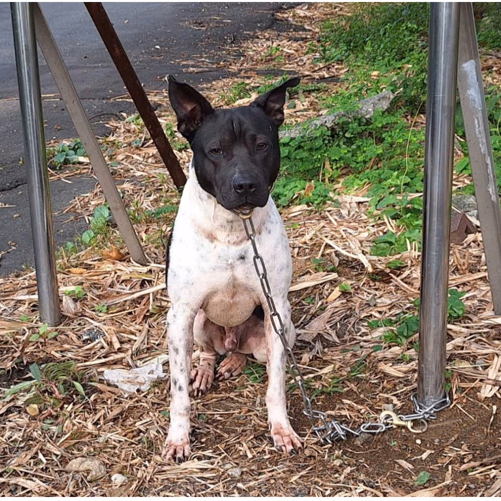 The dog, from the shelter's listing