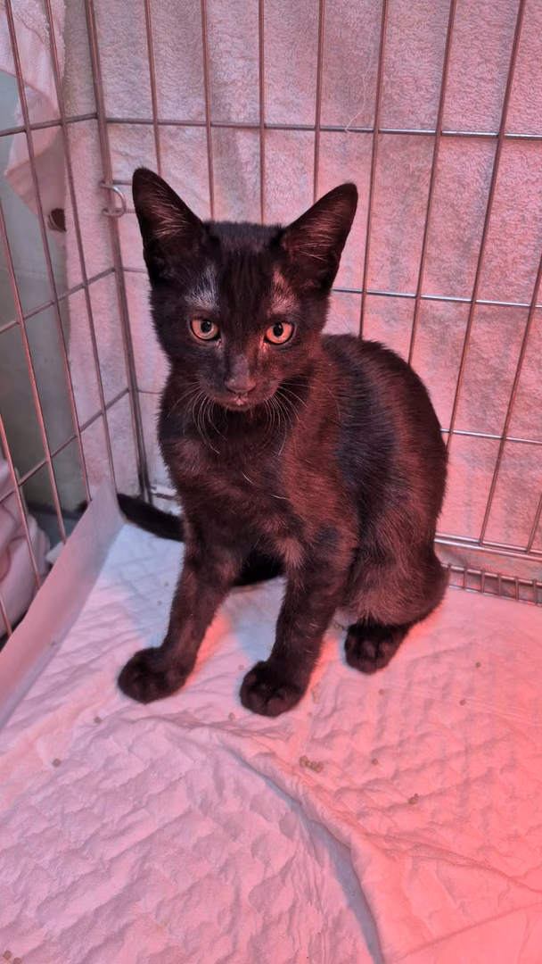 The cat, from the shelter's listing