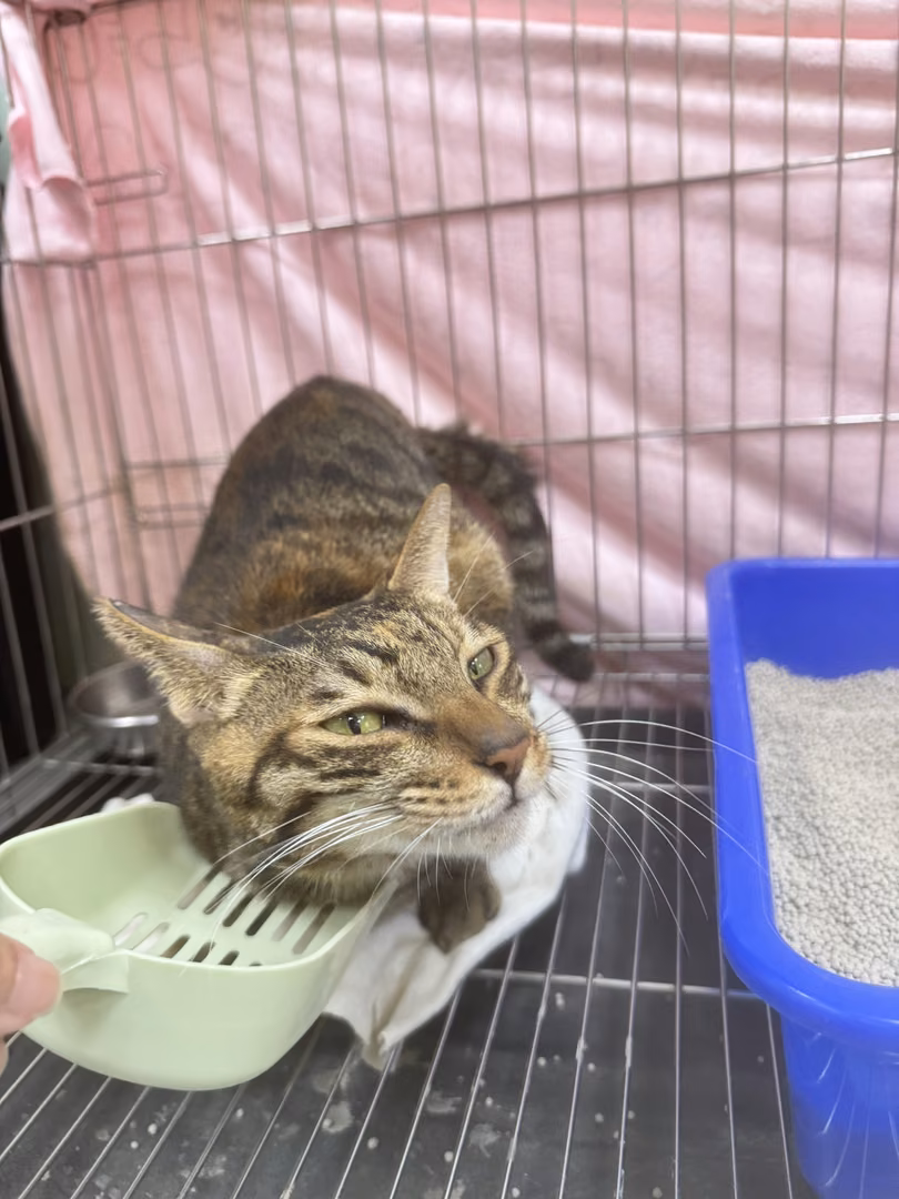 The cat, from the shelter's listing