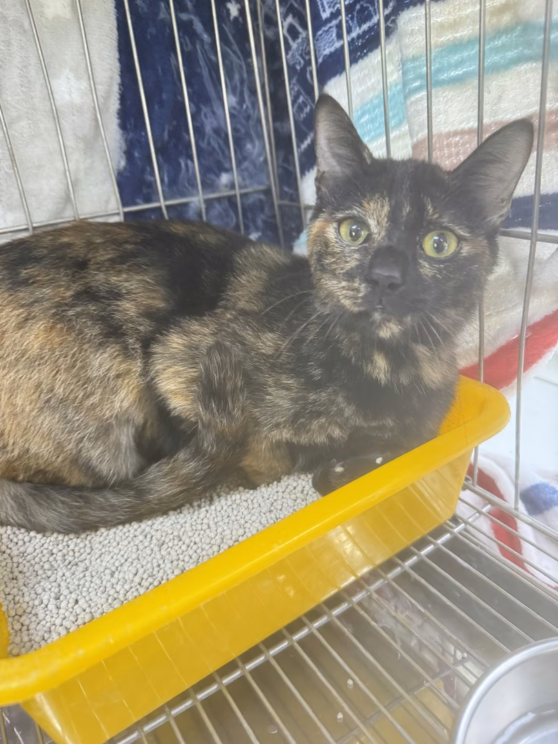 The cat, from the shelter's listing