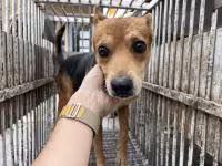 The dog, from the shelter's listing
