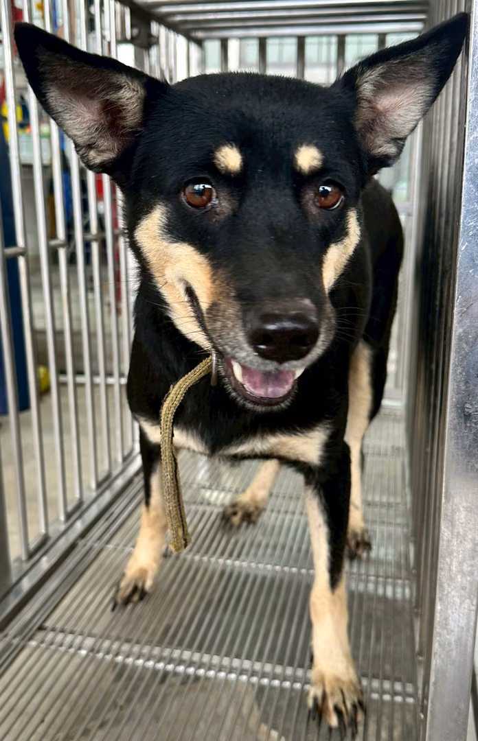 The dog, from the shelter's listing
