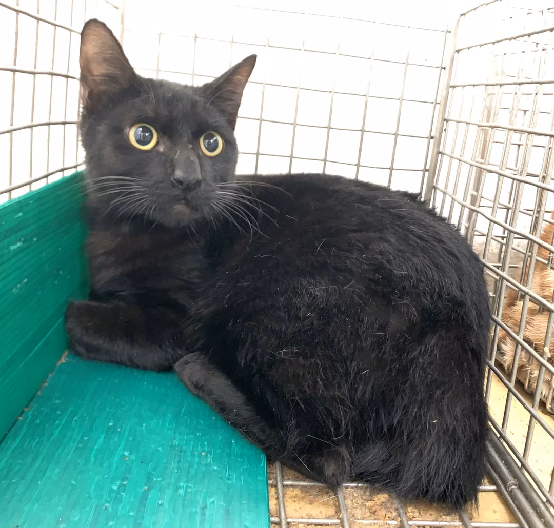 The cat, from the shelter's listing