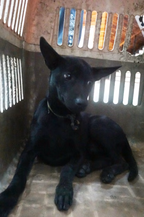 The dog, from the shelter's listing