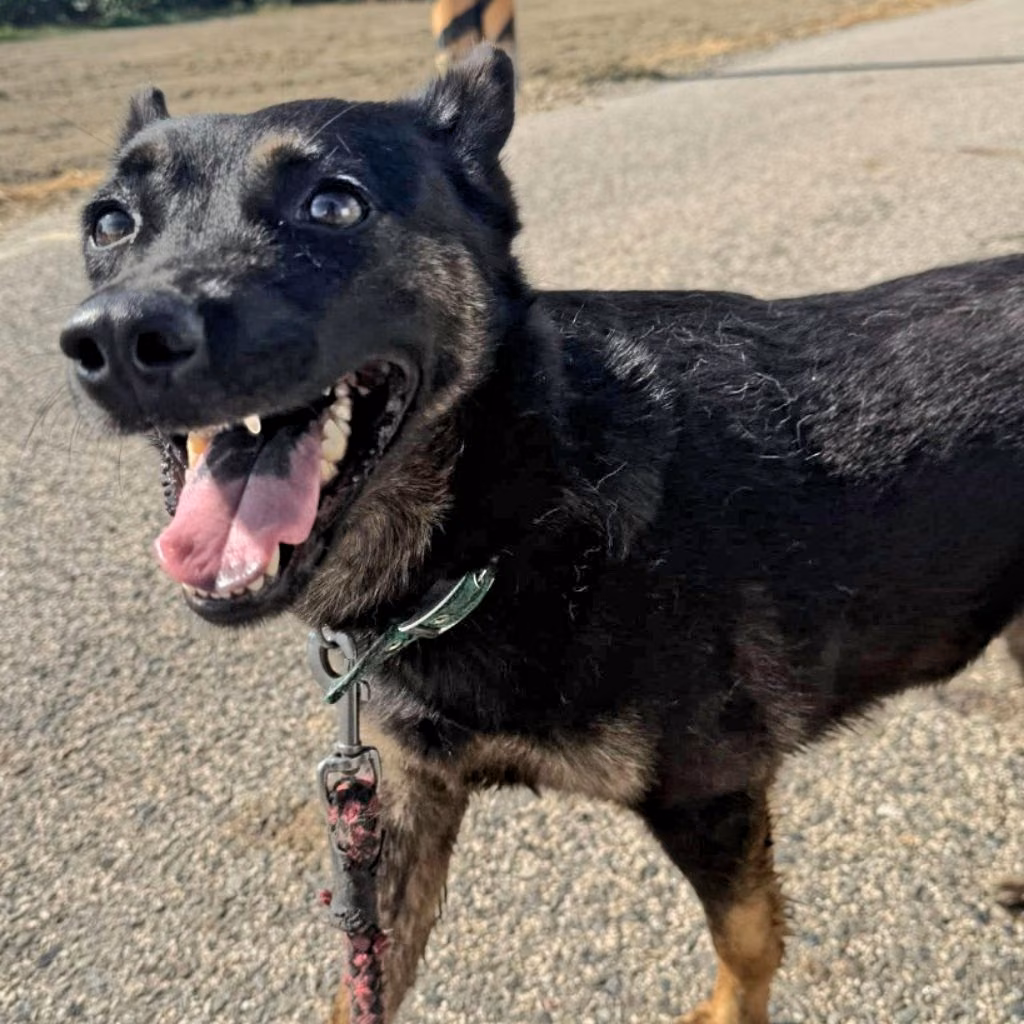 The dog, from the shelter's listing