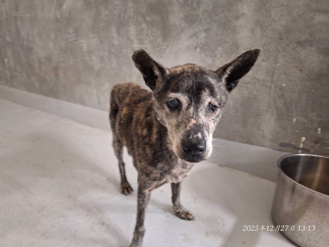 The dog, from the shelter's listing