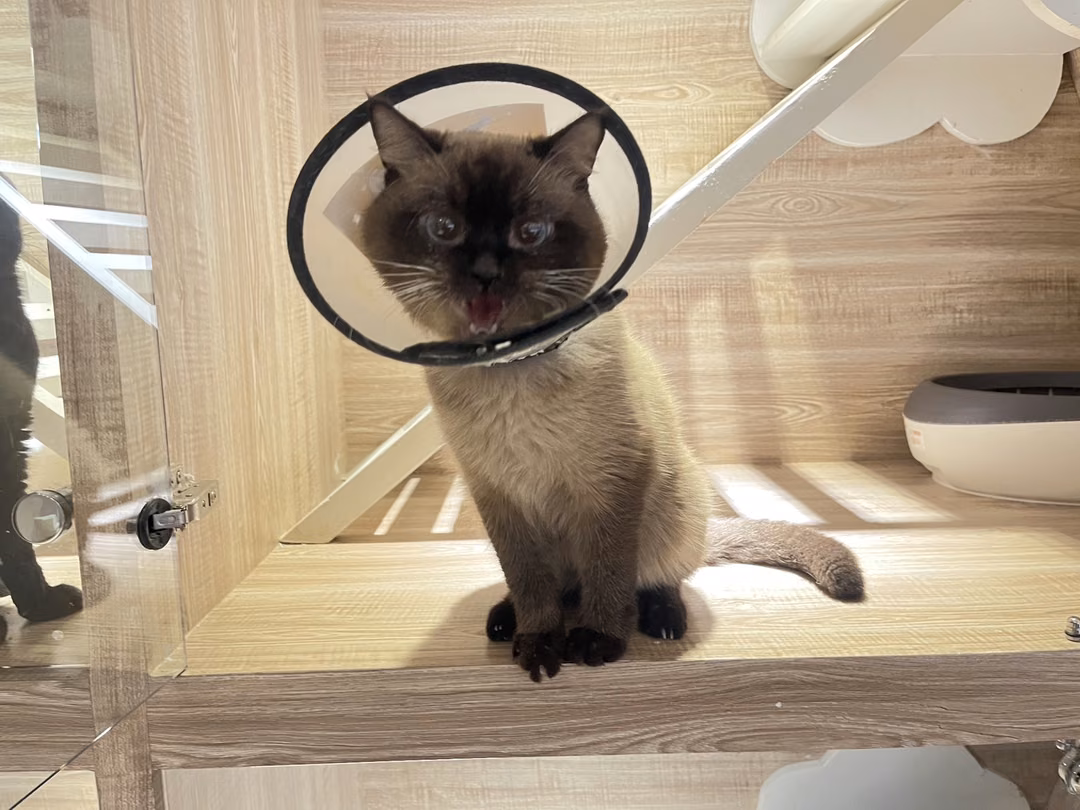 The cat, from the shelter's listing