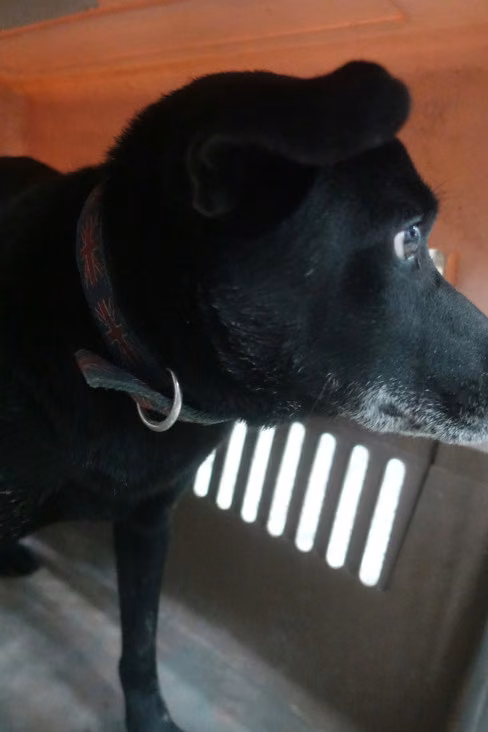 The dog, from the shelter's listing