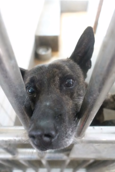 The dog, from the shelter's listing