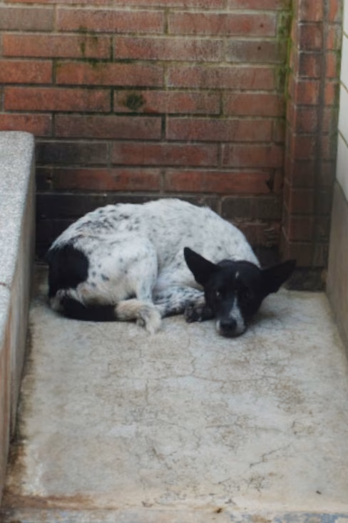 The dog, from the shelter's listing