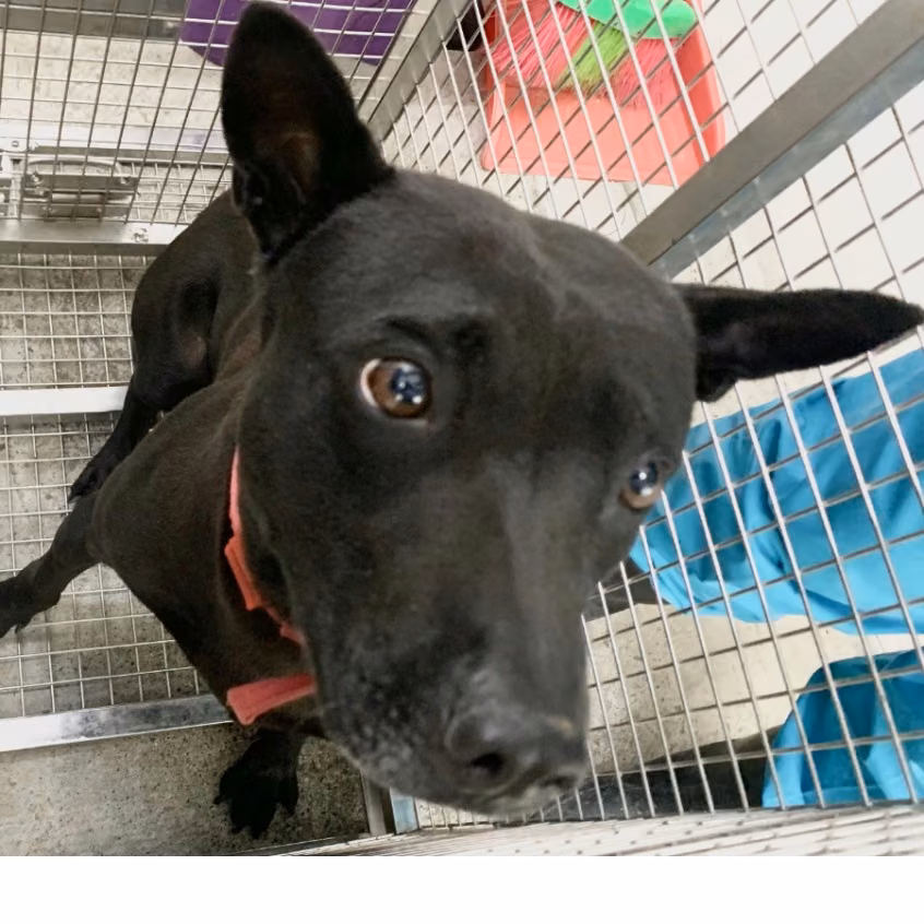 The dog, from the shelter's listing