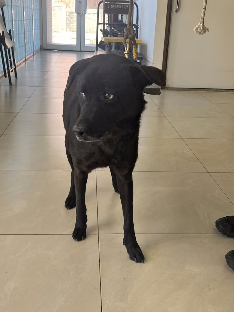 The dog, from the shelter's listing