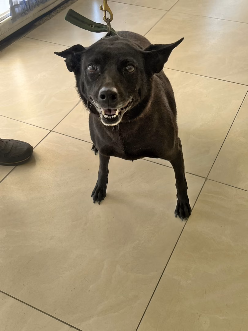 The dog, from the shelter's listing