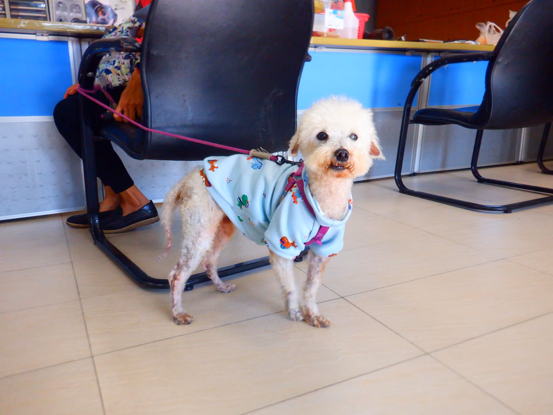 The dog, from the shelter's listing