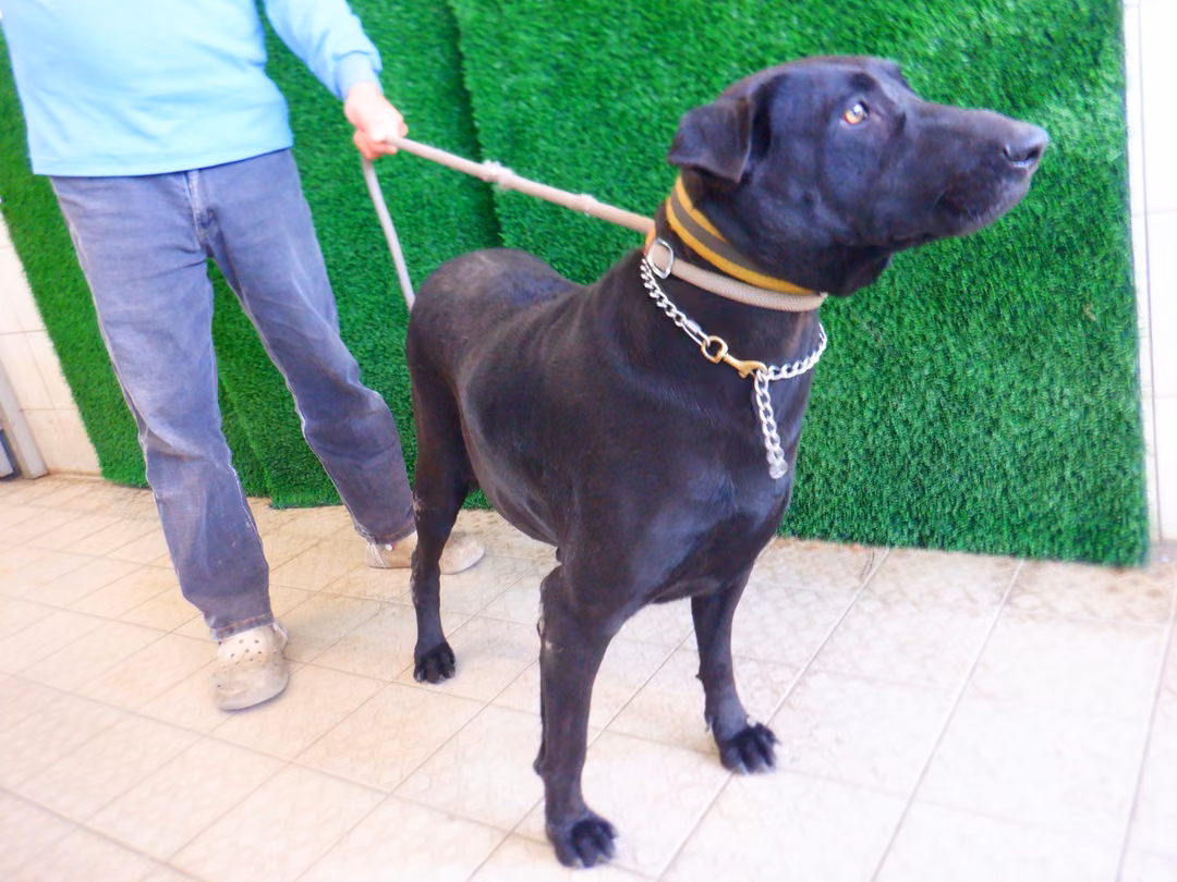 The dog, from the shelter's listing