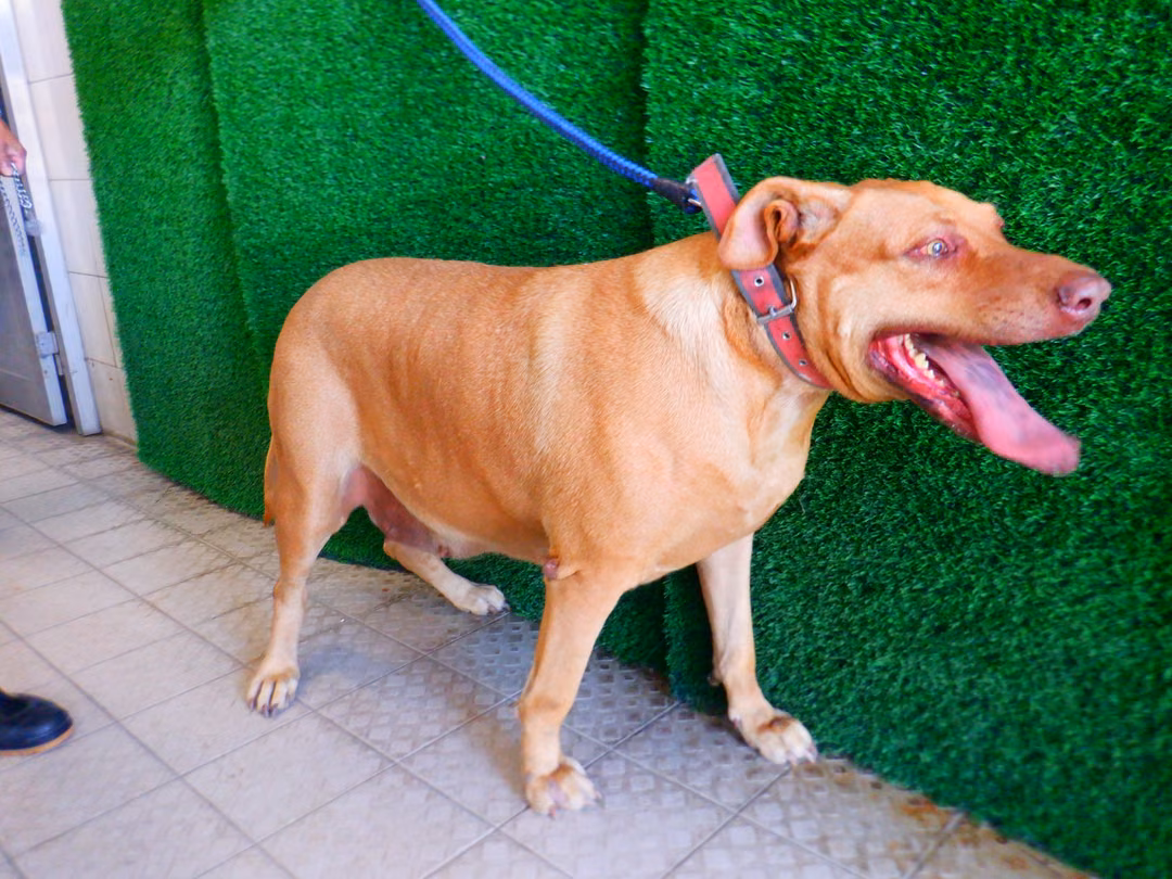 The dog, from the shelter's listing