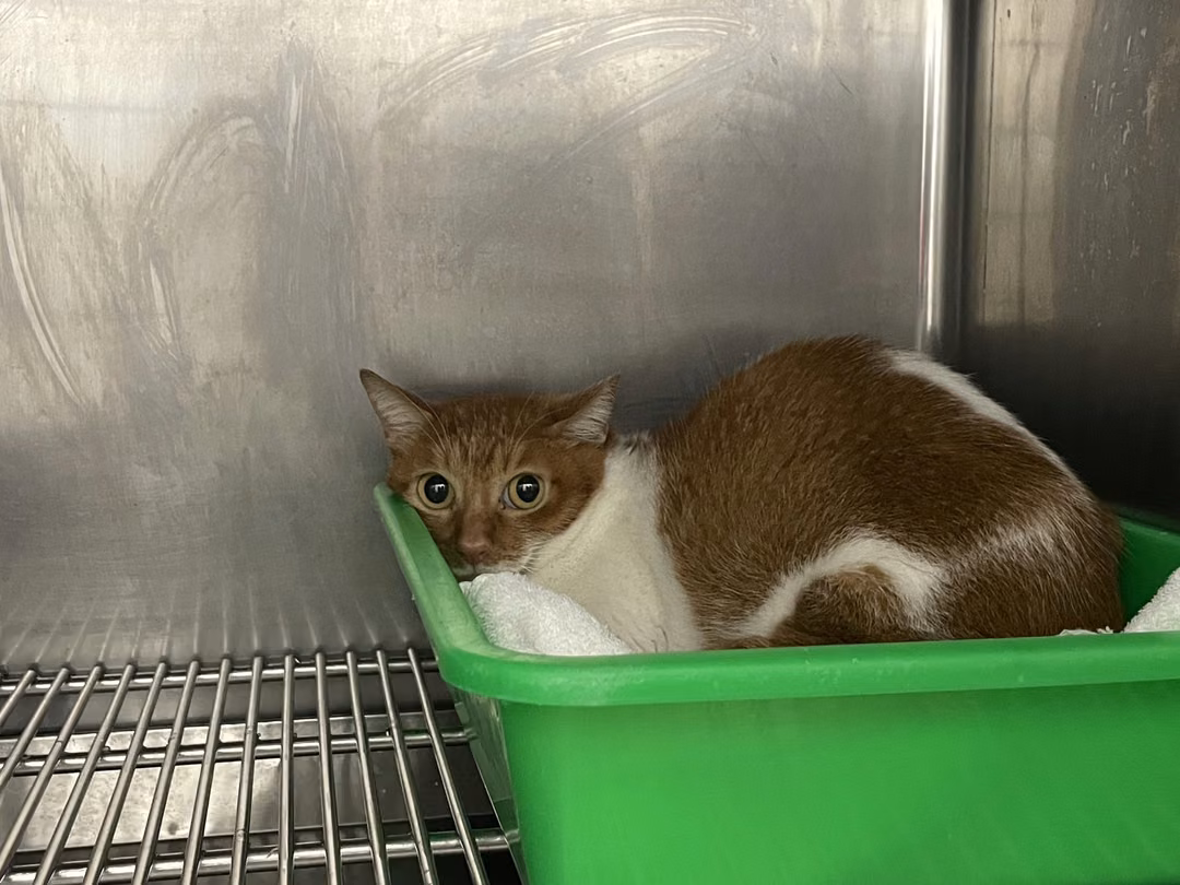The cat, from the shelter's listing
