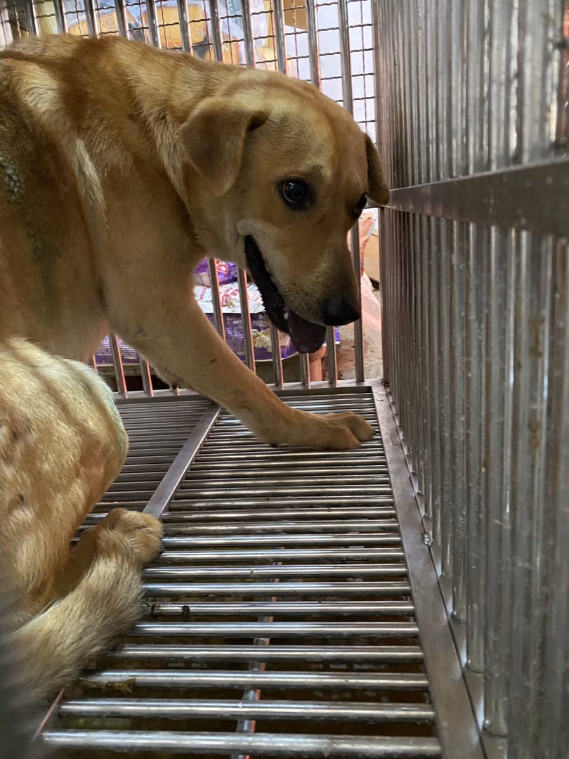 The dog, from the shelter's listing