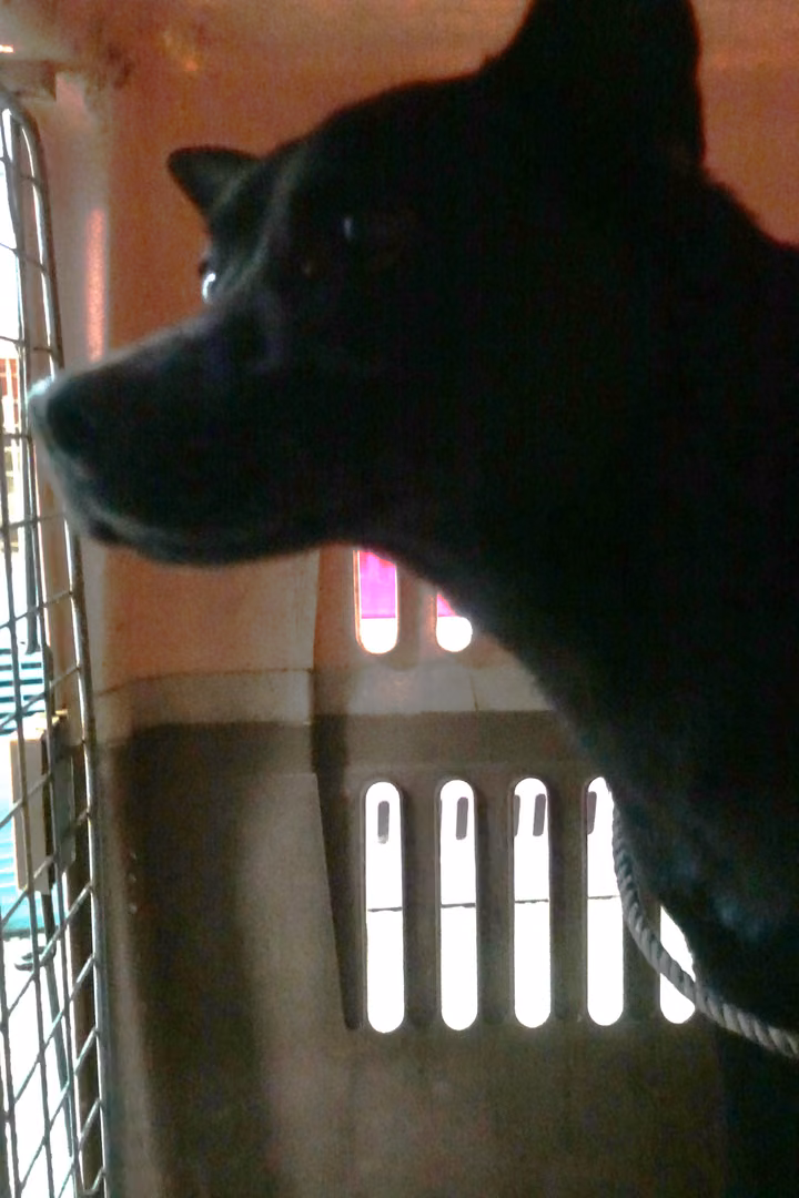 The dog, from the shelter's listing