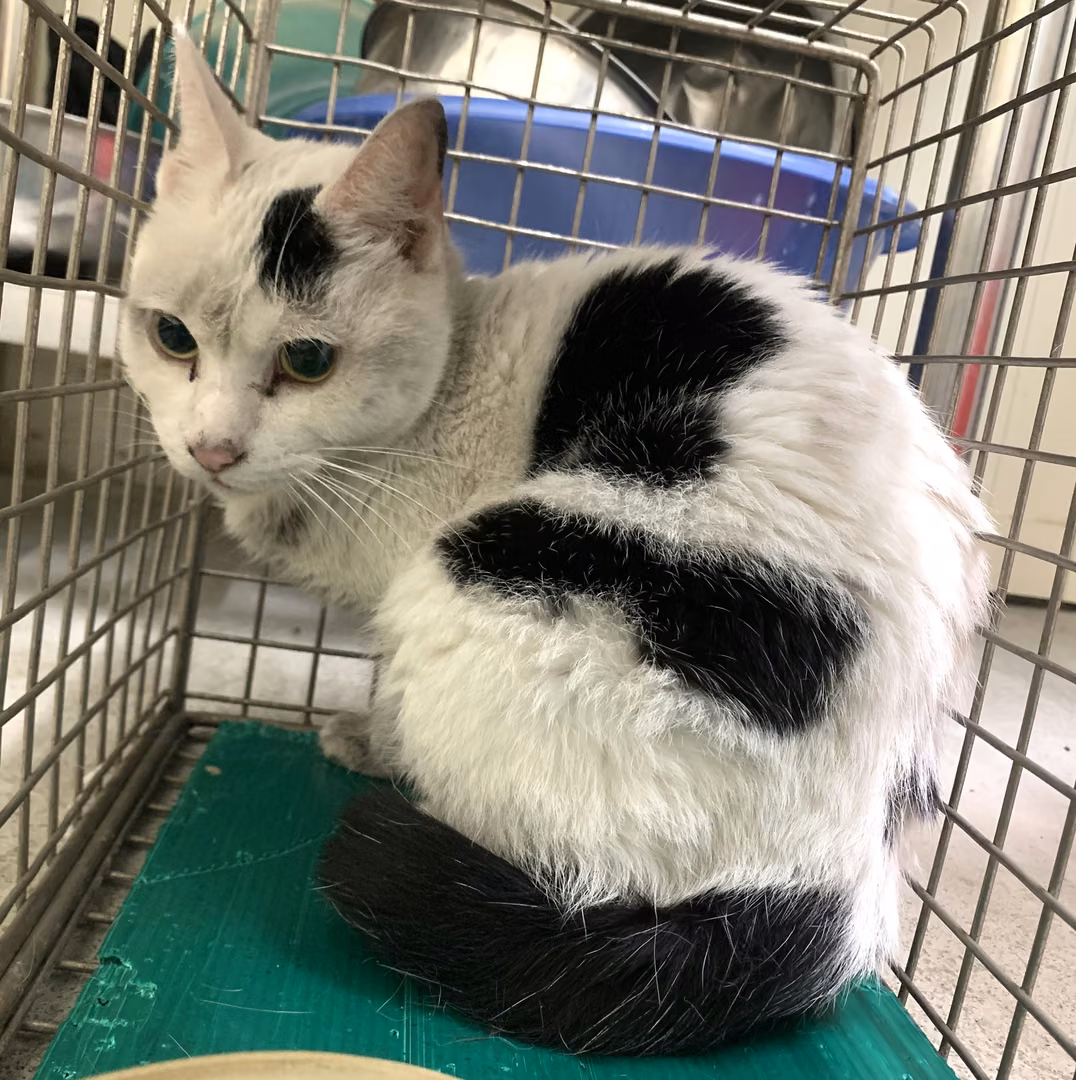 The cat, from the shelter's listing