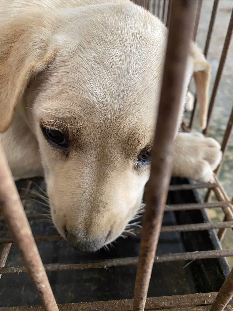 The dog, from the shelter's listing