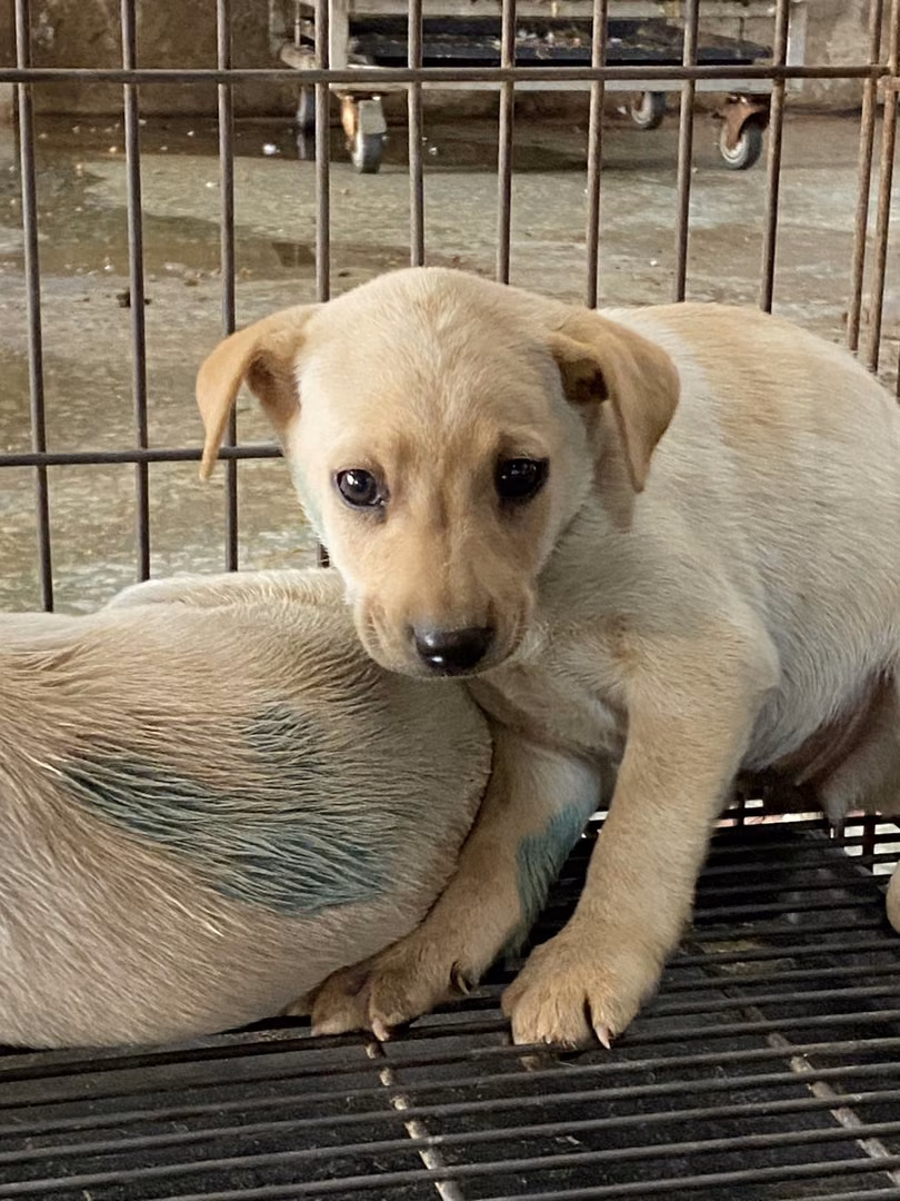 The dog, from the shelter's listing