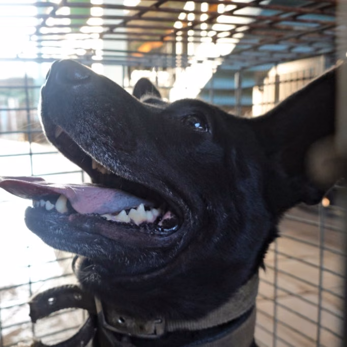 The dog, from the shelter's listing
