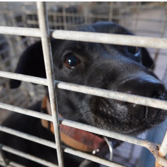 The dog, from the shelter's listing