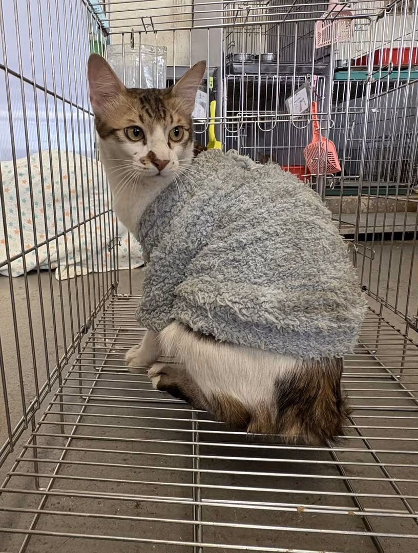 The cat, from the shelter's listing