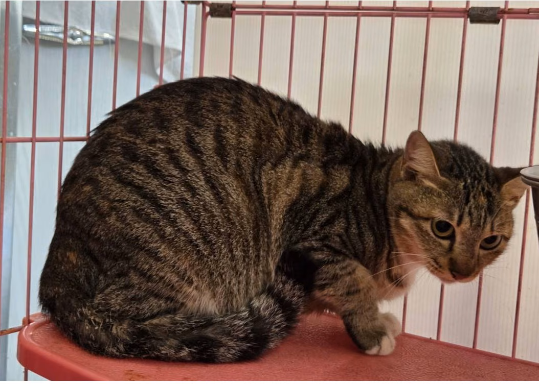 The cat, from the shelter's listing