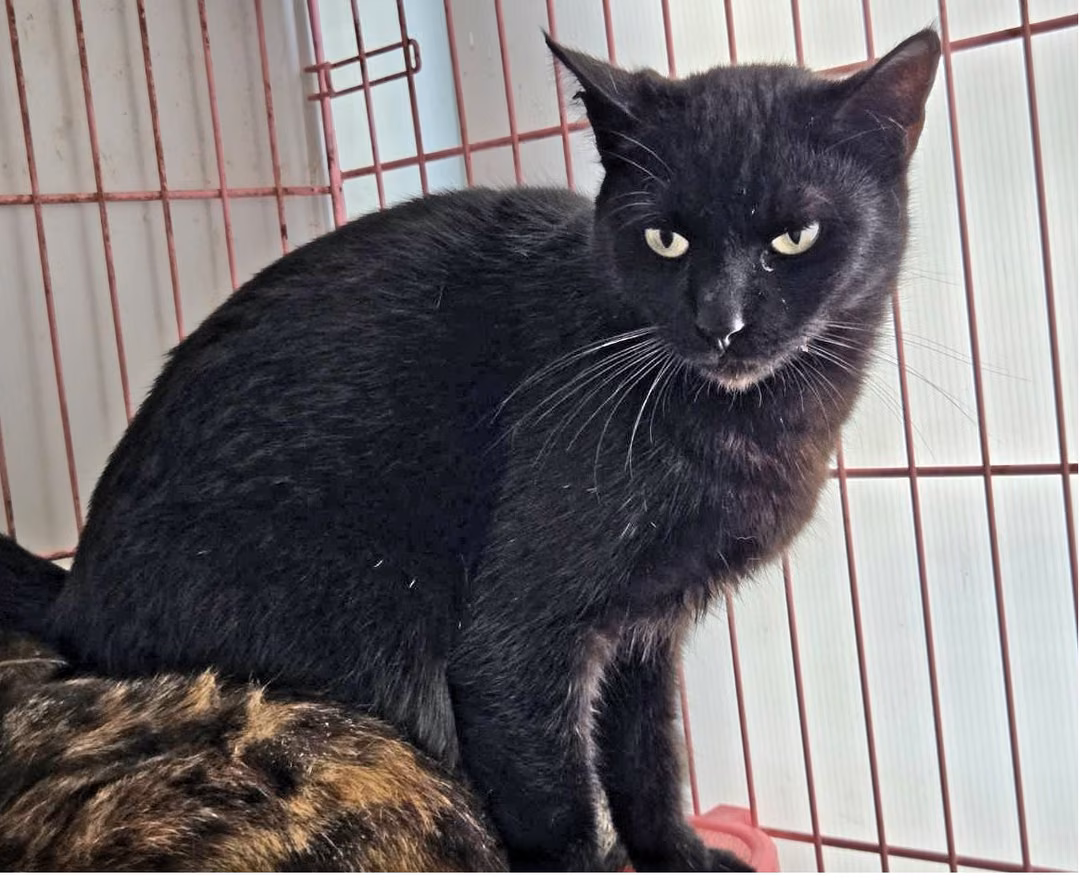 The cat, from the shelter's listing