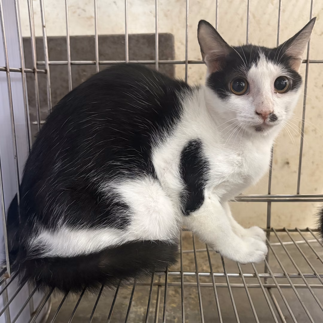 The cat, from the shelter's listing