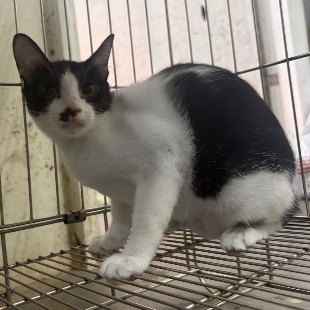 The cat, from the shelter's listing