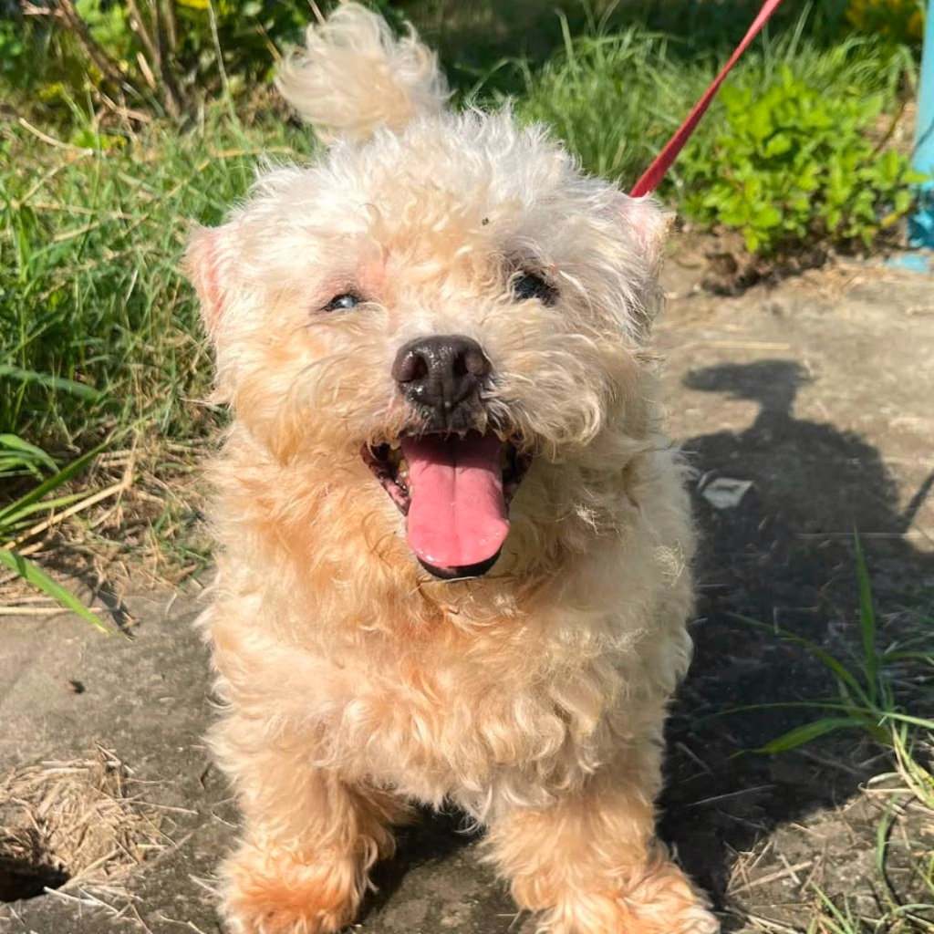 The dog, from the shelter's listing