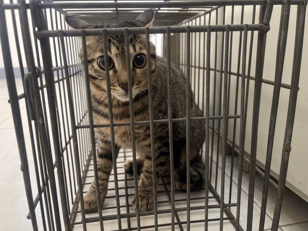 The cat, from the shelter's listing