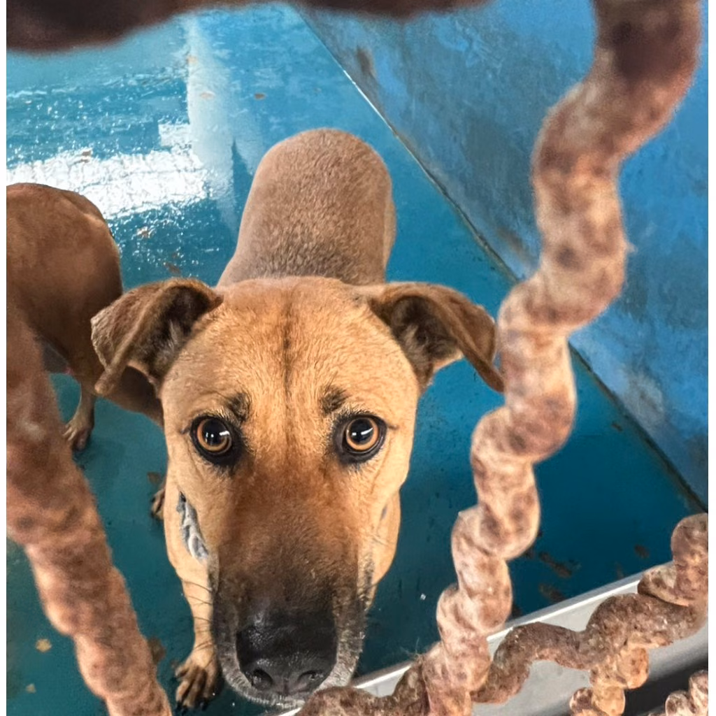 The dog, from the shelter's listing