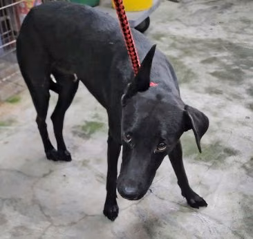 The dog, from the shelter's listing