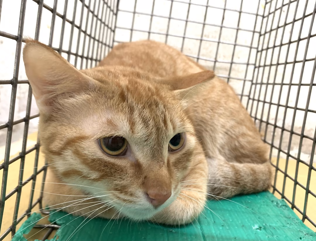 The cat, from the shelter's listing