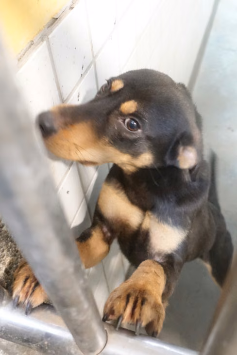 The dog, from the shelter's listing